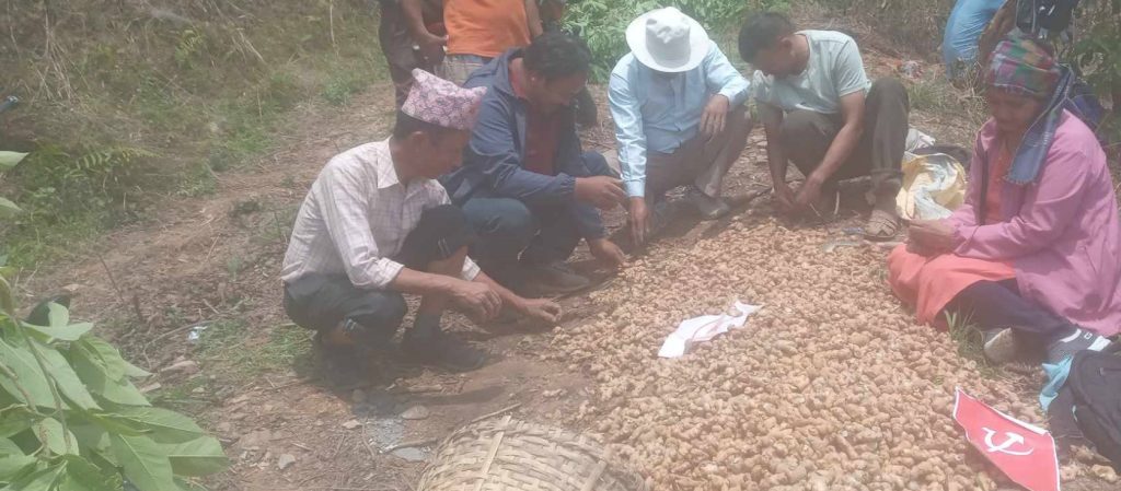 ट्रेड युनियनको अगुवाइमा पचास रोपनी जग्गामा अदुवाखेती