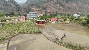 दश वर्षमा ३ लाख हेक्टर खेतीयोग्य जमिन घट्यो, आयातमा अर्बौँ बाहिरिँदै