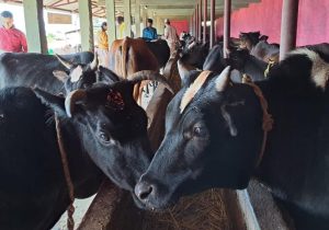 गोबर र गहुँतबाट धूप, चप्पल जस्ता सामग्री बनाएर आम्दानी