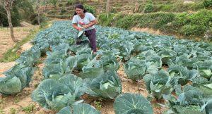 पाखो बारीबाट सुरु भएको मीनाको यात्रा आत्मनिर्भरता सम्म