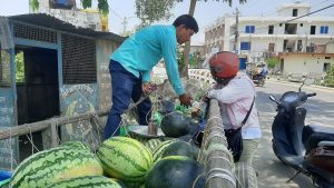 गर्मी बढेसँगै खरबुजाको बिक्री उच्च, दैनिक १२ हजारसम्म आम्दानी गर्दै किसान