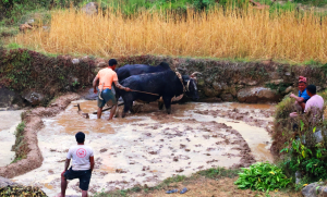 हलगोरु पाल्ने एक सय अठहत्तर किसानले पाए पोषणभत्ता