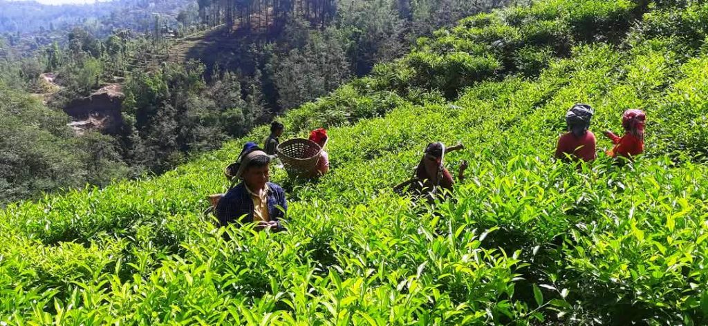 रेशमा चियाको व्यावसायिक उत्पादन सुरु