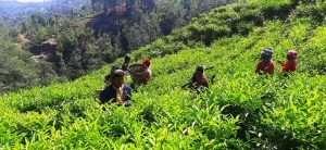 रेशमा चियाको व्यावसायिक उत्पादन सुरु