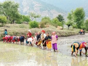 जुम्लाका किसानलाई मार्सीधान रोप्न भ्याइनभ्याइ