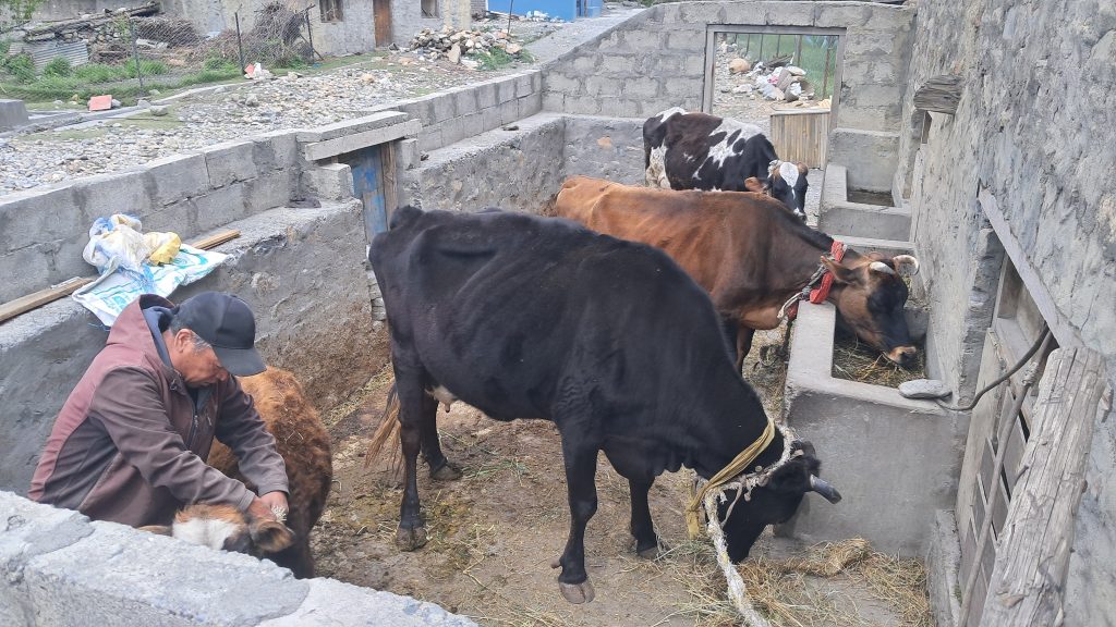 मुस्ताङको स्याङ गाउँमा उन्नत गाई पालन फस्टाउँदै