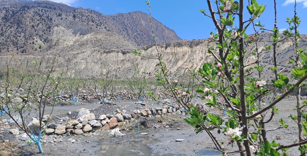 मुस्ताङमा सार्वजनिक जग्गामा स्याउखेती