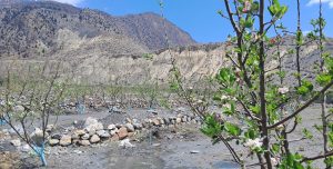 मुस्ताङमा सार्वजनिक जग्गामा स्याउखेती