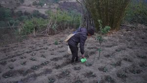 गुर्जामा सामूहिक तरकारीखेती