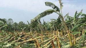 झापामा हावाहुरीले केराखेतीमा ५१ लाखको क्षति