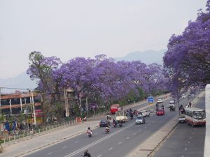 जाकाराण्डाले बढायो महानगरको सौन्दर्य