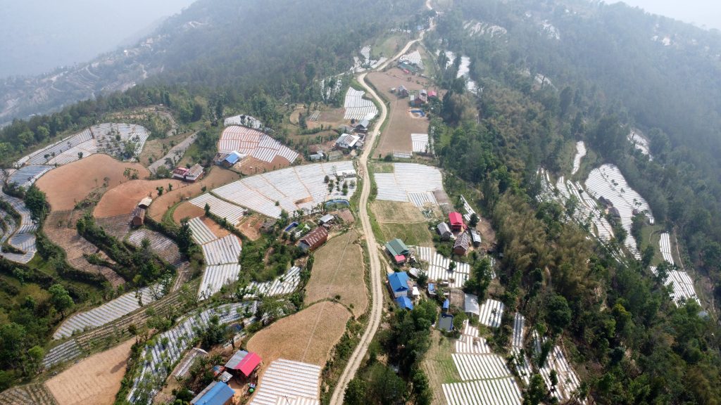 पौवादुङमाको पाँच सय हेक्टरमा अकबरे खुर्सानीखेती, एकै सिजनमा किसानले गरे आठ लाखसम्म आम्दानी
