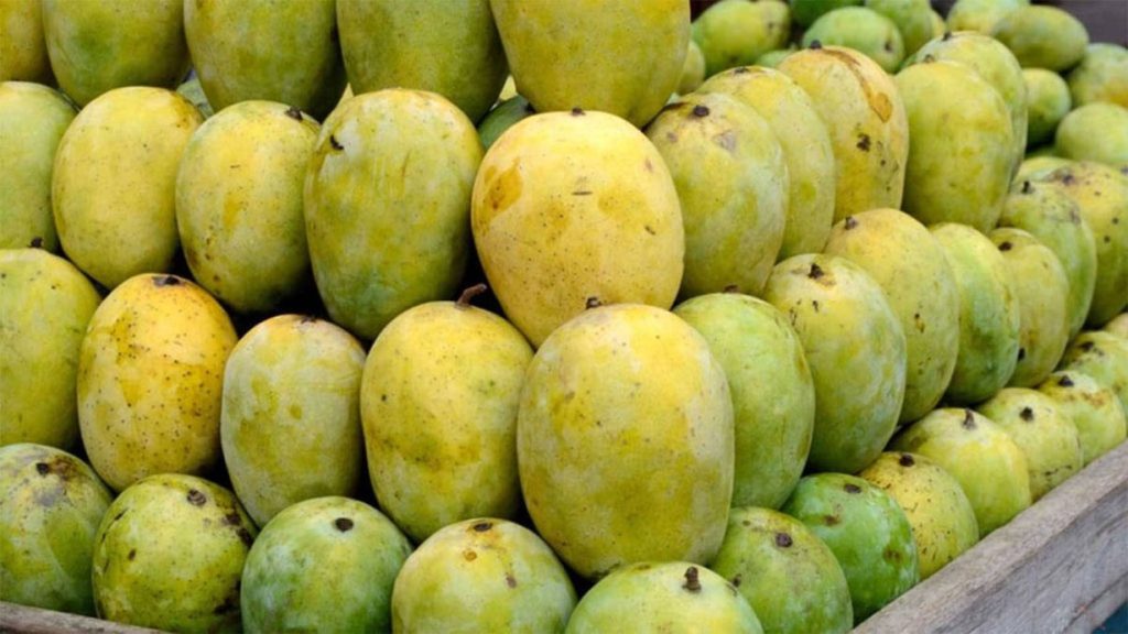 धनगढीमा अत्यधिक विषादी प्रयोग गरिएको २ हजार किलो बढी आँप नष्ट