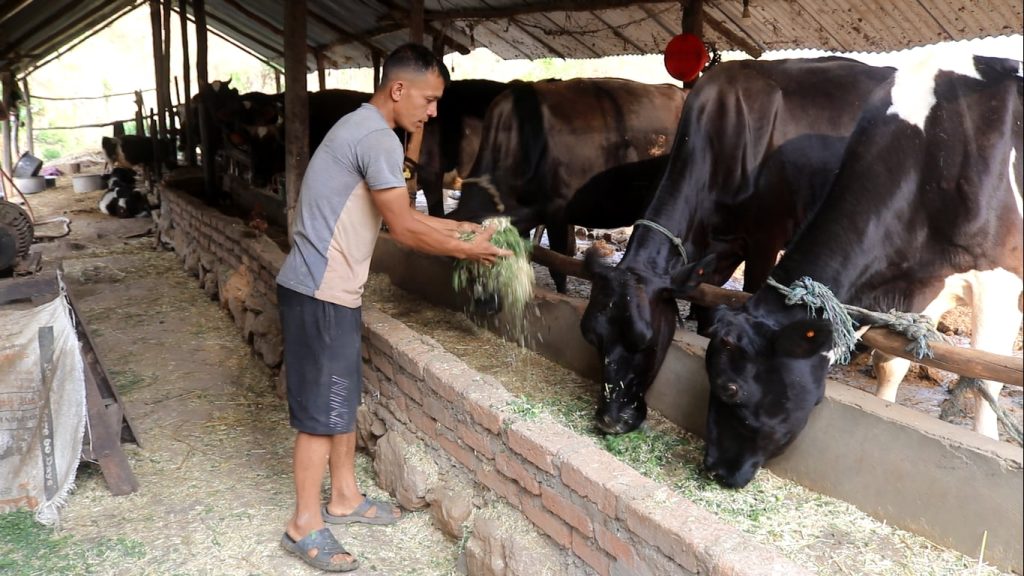 थापाको गाईपालन व्यवसाय : दैनिक ८० लिटर दूध उत्पादन, मासिक एकलाख आम्दानी