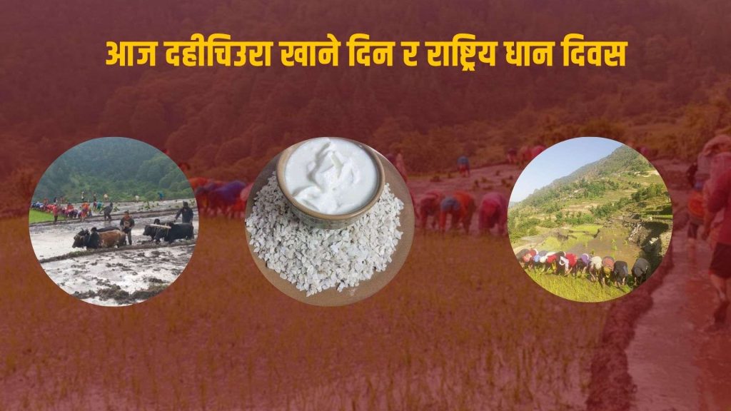 आज राष्ट्रिय धान दिवस र दही चिउरा खाने पर्व
