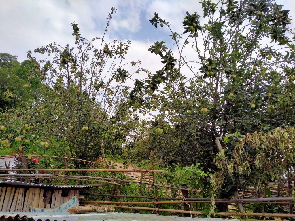 परिक्षणका लागि स्याङ्जाको चराङमा लगाइएको स्याउ दुई वर्षपछि फल्यो