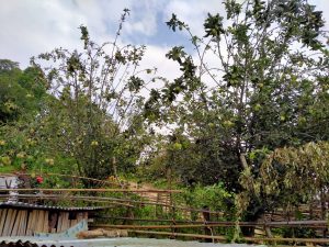 परिक्षणका लागि स्याङ्जाको चराङमा लगाइएको स्याउ दुई वर्षपछि फल्यो