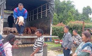 नगरपालिकाद्वारा ६० प्रतिशत अनुदानसहित बङ्गुरका पाठा वितरण