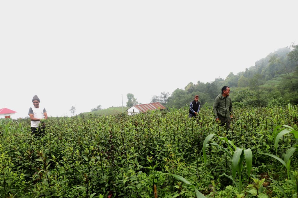 तीनतलेका अधिकांश किसान व्यवसायिक चिराइतोखेतीमा, वार्षिक १२ लाखसम्म आम्दानी लिँदै