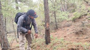 मुस्ताङको तीन पालिकामा हिउँ चितुवा सर्वेक्षण, यार्सा संकलक पनि क्यामराको निगरानीमा