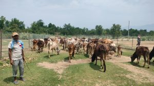 छाडा चौपाया व्यवस्थापन केन्द्रमा बजेट अभाव