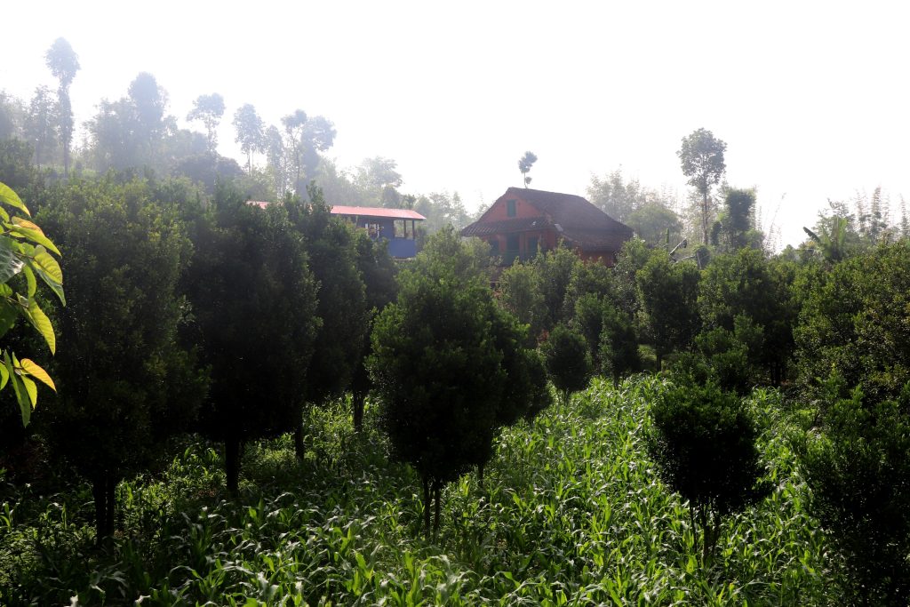 व्यावसायिक सुन्तलाखेतीमा जुट्दै भोजपुरका किसान