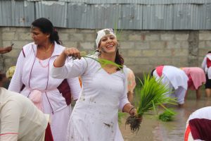 छुपुमा छुपु राेपेर धान, नाै मुरी फलाउँला….  (फोटो फिचर)