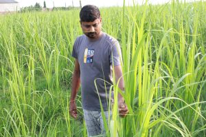 उखु किसानलाई १ अर्ब ६० करोड अनुदान उपलब्ध गराउन माग
