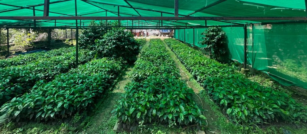 गुल्मीमा कफीको बिरुवाको माग बढ्दो