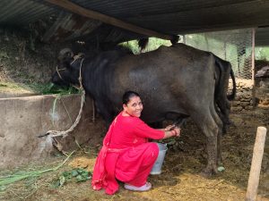 कर्णालीमा प्रभावकारी बन्दै ‘दूधमा प्रोत्साहन अनुदान’, यो वर्ष एक करोड २७ लाख विनियोजन