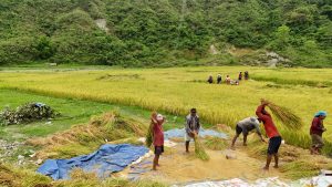 तिहारको रौनकमा किसानलाई धान भित्र्याउने चटारो