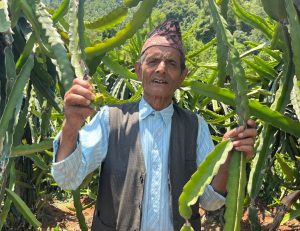 ड्रागन फ्रुटबाट वार्षिक दश लाख आम्दानी गर्दै ७७ वर्षीय बालकृष्ण
