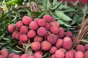 लोकल लिचीभन्दा महँगो भारतीय लिची, किलोकाे कति पर्छ?
