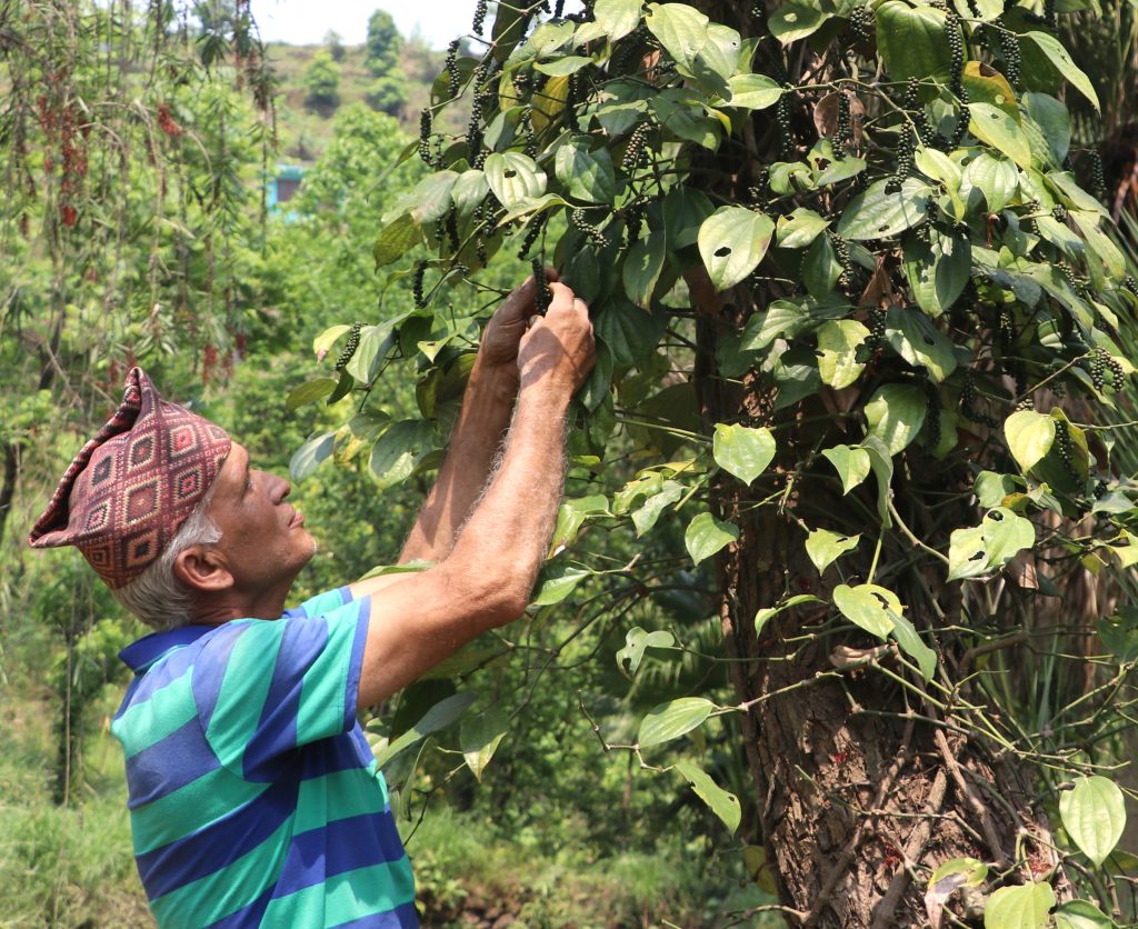 २० रुपैयाँमा किनेर रोपेके मरिचले फेरियो बास्तोलाको दैनिकी, चीन, अमेरिकाबाट आउँछन् अनुसन्धानका लागि विद्यार्थी