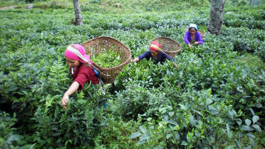 चिया निर्यात ४० प्रतिशतले बढ्यो