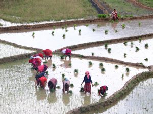 उदयपुरमा एक हजार एक सय हेक्टरमा चैतेधान रोपियो