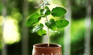 आषाढ शुक्ल एकादशीः तुलसीको बिरुवा सारिँदै