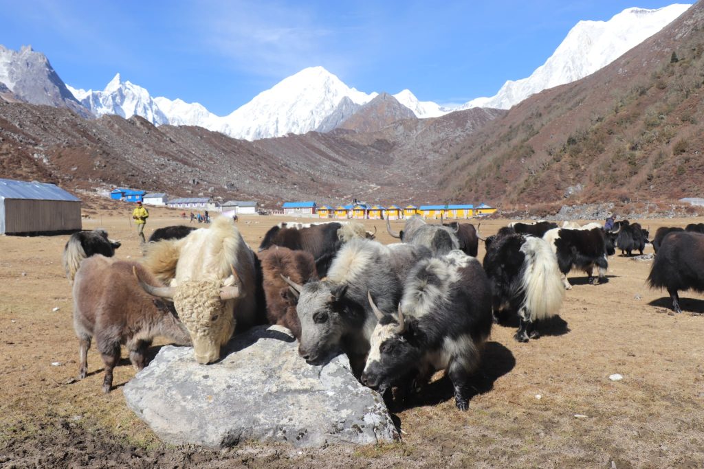 मनाङमा वन्यजन्तुको आक्रमण बढ्दो, ८७ पशुधनमा क्षति