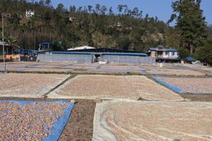 कर्णालीबाट साढे तीन सय मेट्रिक टन कृषि उत्पादन युरोप निर्यात