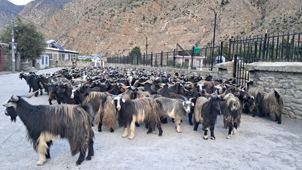 मुस्ताङबाट दसैँ लक्षित ३५ करोडभन्दा बढी मूल्यका भेडाच्याङ्ग्रा निकासी