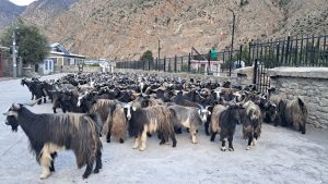 मुस्ताङबाट दसैँ लक्षित ३५ करोडभन्दा बढी मूल्यका भेडाच्याङ्ग्रा निकासी