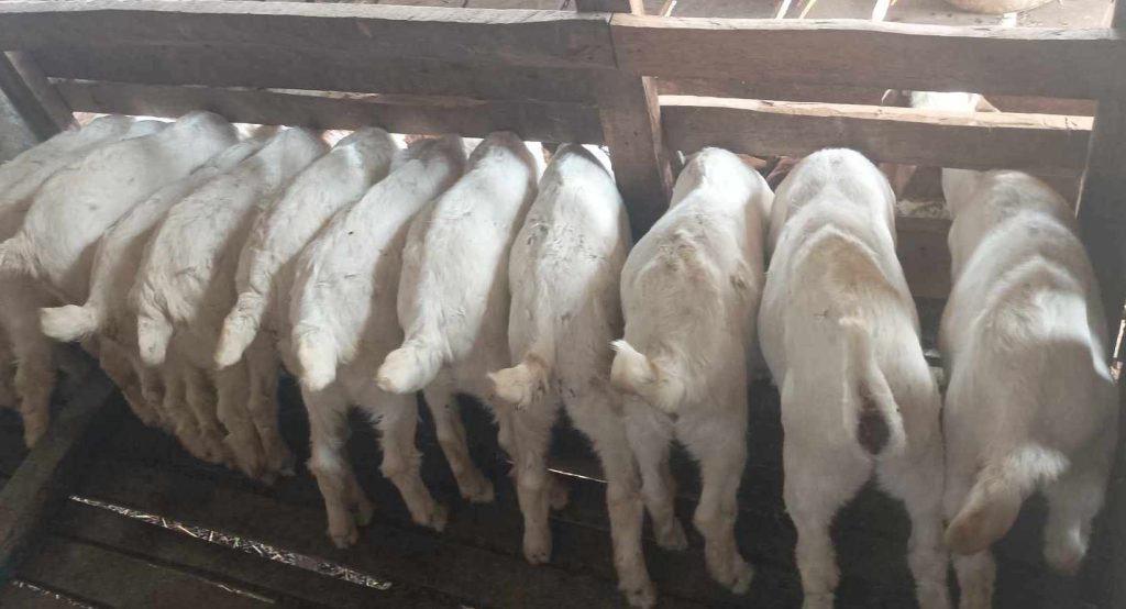 विदेशको अनुभवलाई स्वदेशमा उपयोग गर्दै बस्नेत