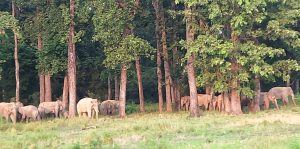 एकै रातमा १० बिघाको धानबारी सखाप, हात्ती भगाउने पुराना तरिका असफल हुँदा किसान चिन्तित