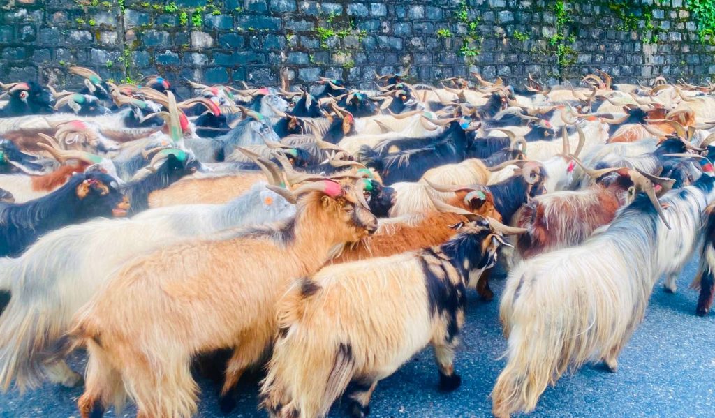 लेकका च्याङ्ग्रा सहरमा