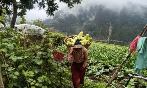 ग्रामीण क्षेत्रका महिलाहरु व्यवसायिक तरकारी खेतीमा आकर्षित, मासिक ४० हजारसम्म आम्दानी