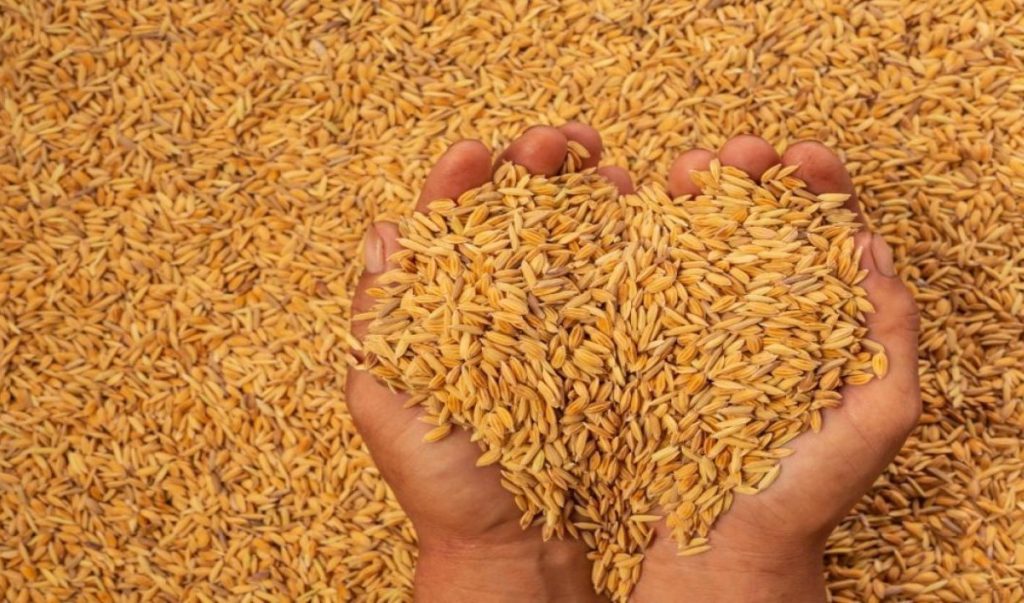 किसानबाट ११ हजार क्वीन्टल धान खरिद