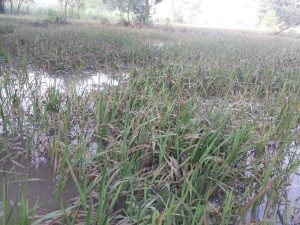 बेमौसमी वर्षाका कारण यो वर्ष करिब  तीन अर्बभन्दा बढीको  क्षति हुन सक्ने