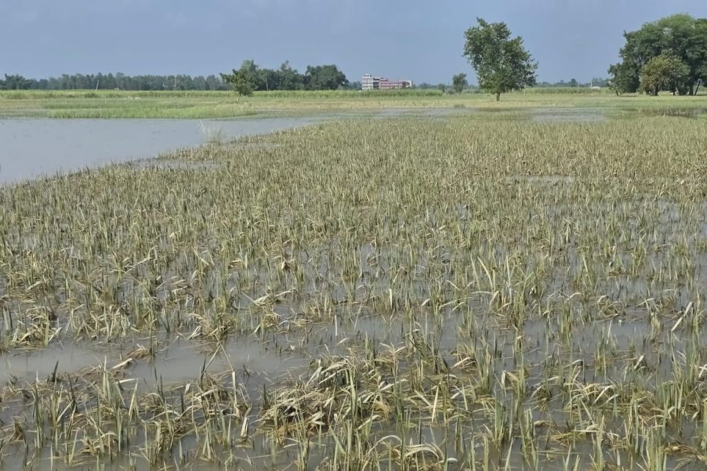 डुवानले महोत्तरीमा मात्रै दुई हजार हेक्टर धानबाली नष्ट