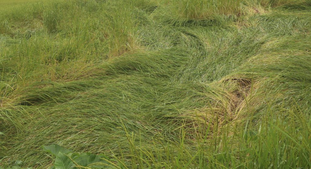 भोजपुरमा वर्षाले धानबालीमा क्षति