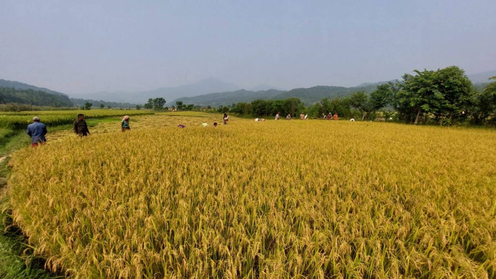 बाँकेमा धानखेती क्षेत्र घट्यो, उत्पादन बढ्यो